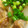 熊人すみこ's cooksnap of when they made 砂肝と玉ねぎのたっぷり生姜煮.