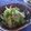 まろんかふぇ's cooksnap of when they made ピリ辛！ミョウガきゅうり和え♡.