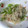 жゆきにゃж's cooksnap of when they made もやし塩炒め.
