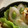 こはがえる's cooksnap of when they made ＊ちくわにえだまめ入れちゃいました＊.