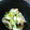 ひよこさん♪'s cooksnap of when they made きゅうり＆ちくわの明太子香り和え.