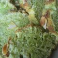 しおみ氏's cooksnap of when they made クリームチーズ×抹茶マーブルパウンド♫♬.