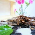 あっぷるカモミール's cooksnap of when they made クセになる♪いわしの骨せんべい.