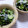 いずみるく's cooksnap of when they made 素酢で簡単♪きゅうりの酢の物.