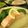 トクライ's cooksnap of when they made サケの蒸し煮～ハニーレモンバターソース～.