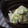 kazz72's cooksnap of when they made 簡単♪　キャベツのごまマヨ和え.