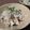チョビ～☆'s cooksnap of when they made おろさない　しらす大根.