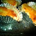 華那衣's cooksnap of when they made 超簡単♪おからのスイートポテト.