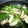 のすけのすけ's cooksnap of when they made ☆エリンギと小松菜の絶品炒め☆.