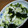 ju_10's cooksnap of when they made 春キャベツとわかめのレモンサラダ.