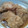 hinaたん's cooksnap of when they made さばのおろし大根マリネ.