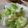 Natsutach's cooksnap of when they made キャベツの浅漬け.