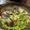 haru吉's cooksnap of when they made あさりと枝豆のガーリックバター蒸し.