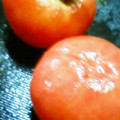 熊人すみこ's cooksnap of when they made トマトの湯剥き(皮むき).