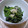 MaUcocon's cooksnap of when they made ほうれん草の胡麻和え.