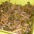 ネオカレン's cooksnap of when they made ししとう佃煮.