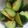かぴーな's cooksnap of when they made 夏野菜：キュウリ炒め.
