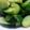 かぴーな's cooksnap of when they made 夏野菜：キュウリ炒め.