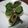 かれんとトマト's cooksnap of when they made クルクル梅きゅうり♪.