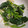 ヨシヨッシー's cooksnap of when they made ほうれん草のしらす和え.