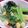 はぴすけ's cooksnap of when they made 小松菜とシーチキンのわさびしょうゆ和え.