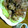 ﾒﾛﾝﾊﾟﾝω｀'s cooksnap of when they made 揚げ鶏のみそマヨソースがけ.