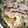 harun☆'s cooksnap of when they made 我が家の簡単牛丼または豚丼★.