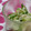 ピンクのたまご's cooksnap of when they made きゅうりとガリの和え物.