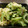 maruru-nn's cooksnap of when they made ゴーヤの油揚げ炒め.