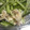 winemania's cooksnap of when they made 節約おつまみ☆鶏皮の湯引き柚子胡椒風味☆.