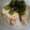 harupina's cooksnap of when they made とろとろさっぱり♪梅だれそうめん♡.