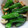 かぴーな's cooksnap of when they made 野菜を食べよう♪簡単★ししとうの煮浸し.