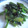 Tentsuma's cooksnap of when they made 簡単！5分で！つるむらさきの甘辛炒め.