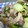 らびー's cooksnap of when they made 豚肉と青梗菜のオイスターソース炒め。.
