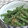 umemodoki's cooksnap of when they made ☆いんげんの胡麻和え☆.