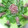 かれんきょうたんまま's cooksnap of when they made ❀薔薇❀生ハムと大根のマリネ.