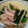 milmo1205's cooksnap of when they made ほうれん草とエノキのお浸し.