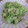 くぼさえ's cooksnap of when they made 簡単!!キャベツとツナのさっぱり和え★.
