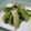 みそじーさん's cooksnap of when they made エリンギとチンゲン菜の簡単な炒めもの.