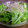 nabeko44kazu's cooksnap of when they made 水菜とジャコの簡単サラダ.