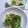 プンプン庵's cooksnap of when they made キャベツとかぶの塩昆布漬け.