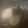 ふぁんころ's cooksnap of when they made はまぐりの潮汁.