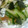熊人すみこ's cooksnap of when they made 酸っぱ旨♫胡瓜と玉ねぎの梅和え☆.