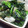 ぴっちい's cooksnap of when they made しし唐とこんにゃくワカメの柚子こしょう味.