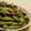 水空ひとみ's cooksnap of when they made モロッコいんげんのステーキ.