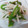 ちょびちろ's cooksnap of when they made オクラと大根の梅和え(長いもときゅうり）.