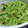 かよpon's cooksnap of when they made ゴーヤの中華風酢の物.