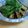 moco＠見習い's cooksnap of when they made 大葉・酢・生姜でさっぱり☆ナスの揚げ浸し.