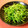 nekoland's cooksnap of when they made 豆苗の塩麹炒め.