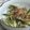 umemodoki's cooksnap of when they made みょうが+鰹節でサッパリいただき♪.
